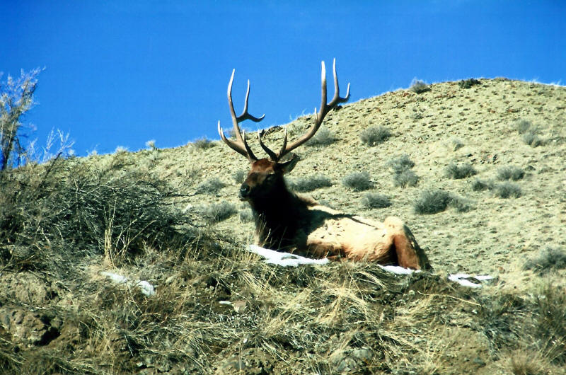 Bull Elk just across the fence