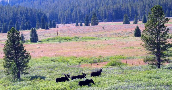 Montana Wildlife
