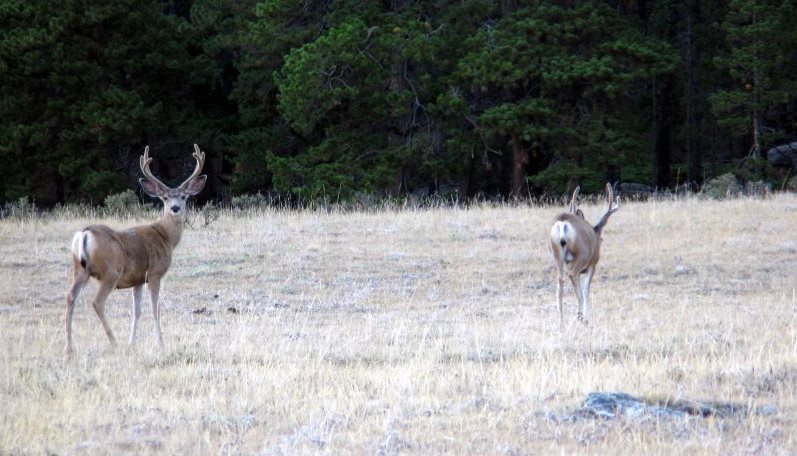 Deer